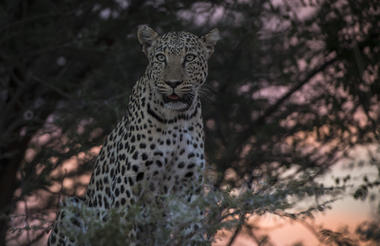 Okonjima Nature Reserve