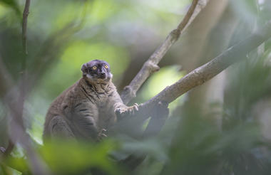 Common Brown Lemur