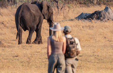 Walking Safari