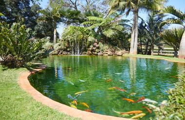 Koi Fish Pond at the Entrance to Birds At Thirty