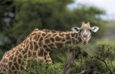 Elewana Collection Serengeti Pioneer Camp