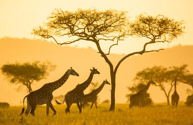 Serengeti Pioneer Camp