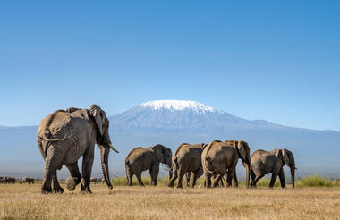 Elephant Herd against the backdrop of Kili