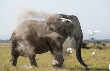 Angama Amboseli Elephant