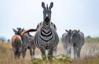 Angama Amboseli Zebra