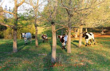 Bella Manga Cattle