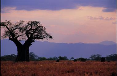 Tarangire Landscape