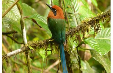 VALLE DEL CAUCA BIRD