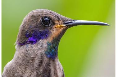 VALLE DEL CAUCA BIRD