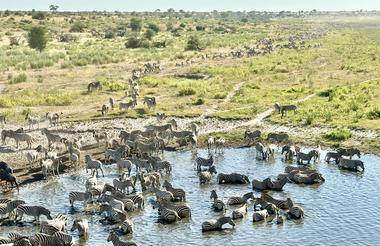 The migration from the lodge