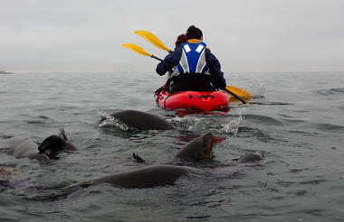 Mola Mola Kayaking Experience