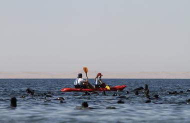 Mola Mola Kayaking Experience