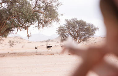 Desert Elephant Excursion Lodge Damaraland