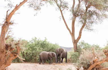 Desert Elephant Excursion Lodge Damaraland