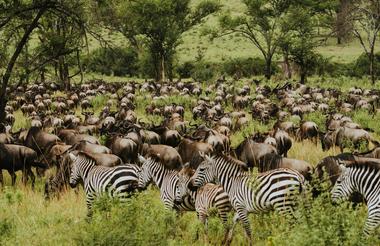 Wilderness Usawa Serengeti