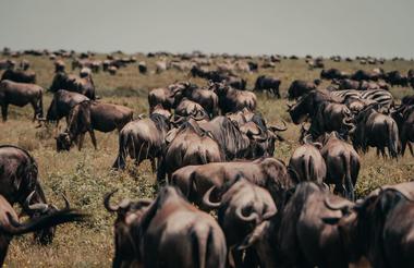 Wilderness Usawa Serengeti