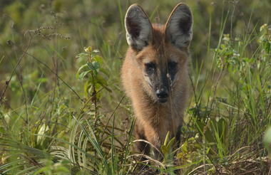 Maned Wolf