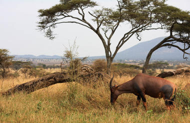 Simbavati Mara 