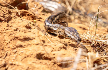 Hlane Royal National Park - Ndlovu Camp