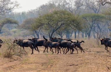 Hlane Royal National Park - Ndlovu Camp