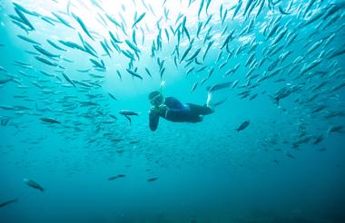 Finch Bay Galapagos Hotel Snorkeling