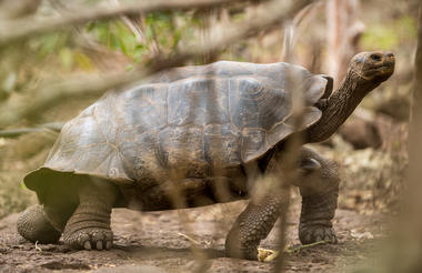 Tortugas Gigantes