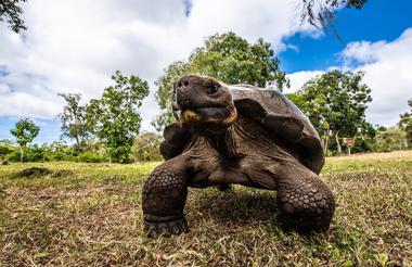 Tortugas Gigantes
