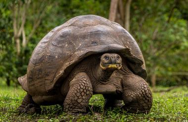 Tortugas Gigantes