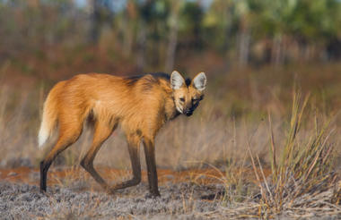 Maned Wolf
