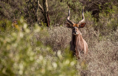 Game Drives