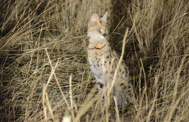 Camp Hwange - night drive
