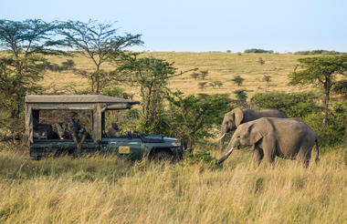 Mara Expedition - Safari Drives