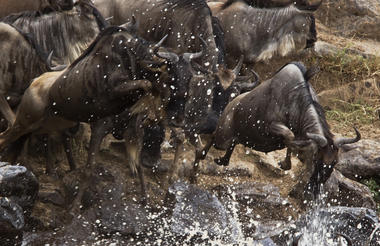 Wildebeest Migration Crossing the Mara River