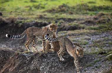 Adolescent Cheetahs 