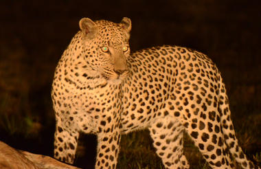 Karangoma - activity (night drive)