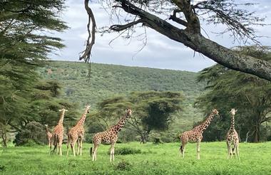 Walking safari