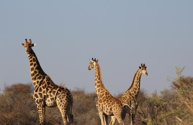 Giraffes at Auas