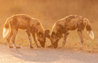 Endangered African Painted Dogs