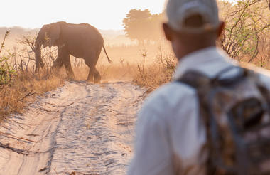 Walking Safari