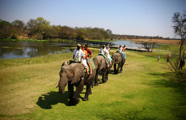Elephant Rides