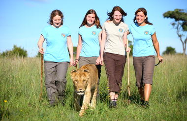 Volunteers walking with lions