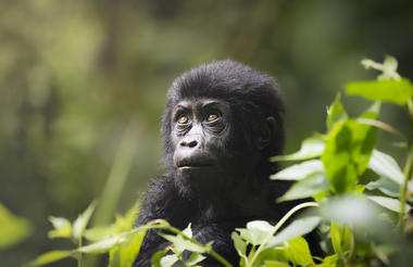 Baby Gorilla from Nkuringo Group