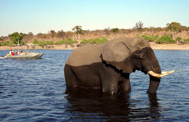 Chobe Bush Lodge boat cruise