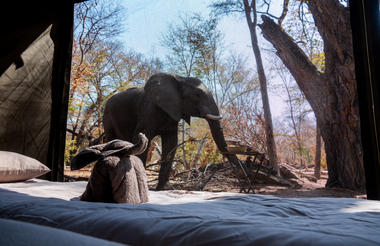 Elephant towels and Elephant 