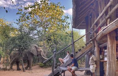 Elephant visiting Rhino Camp