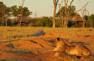 Lioness in front of the chalets