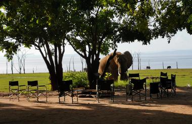 Elephants visiting the outdoor seating area 