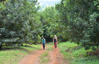 Golden Orchard Wonder