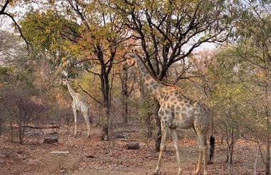Khwai - Giraffe 