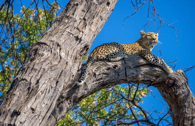 Leopard Khwai